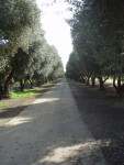 AlÃ© av olivträd.
